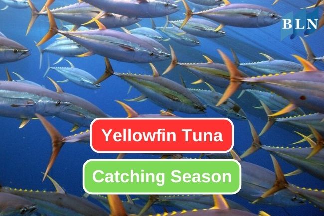 Here's When to Catch Yellowfin Tuna
